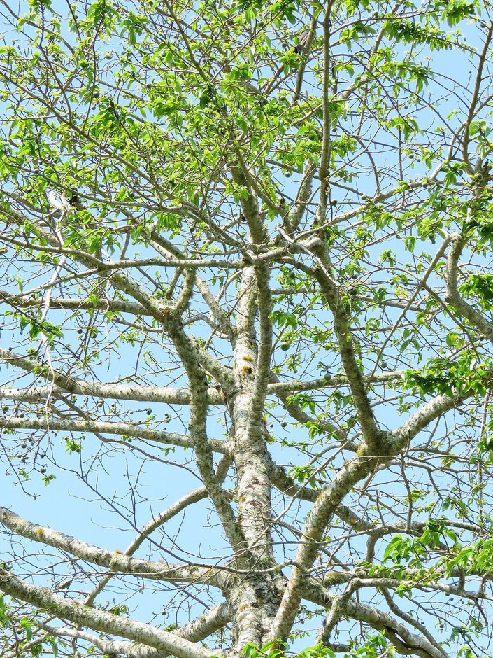 Copa de palo volador con las ramas claras y las hojas ralas contra el cielo.