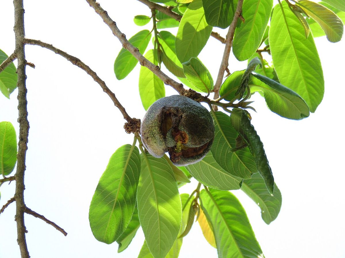 Fruto redondo y pardo de palo volador colgando entre hojas grandes y lustrosas.