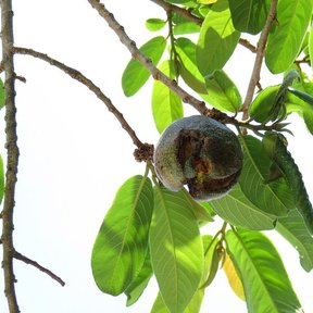 Fruto redondo y pardo de palo volador colgando entre hojas grandes y lustrosas.