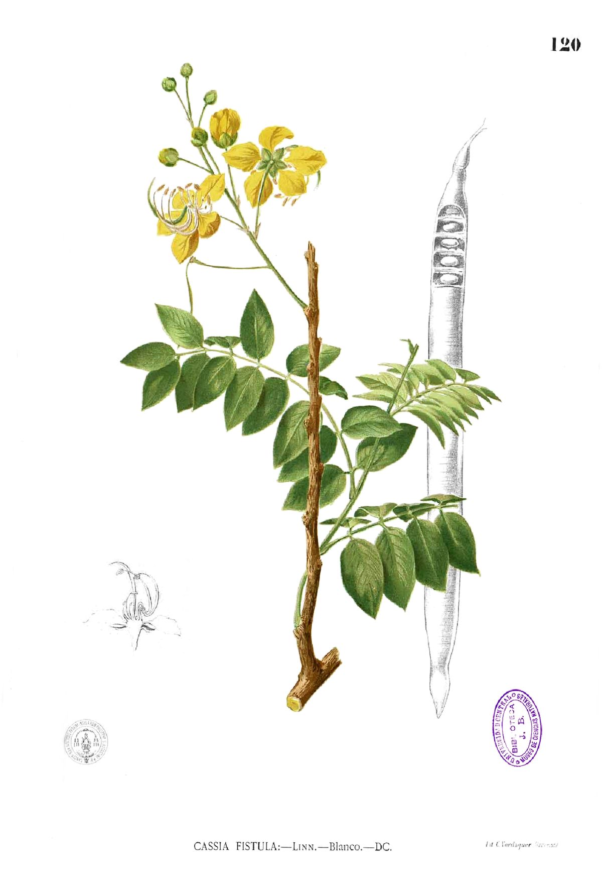 Lámina botánica de la lluvia de oro con el racimo de flores y la vaina cilíndrica.