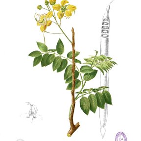 Lámina botánica de la lluvia de oro con el racimo de flores y la vaina cilíndrica.