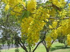 Lluvia de oro en flor sobre el pasto de un parque, con otros árboles al fondo.