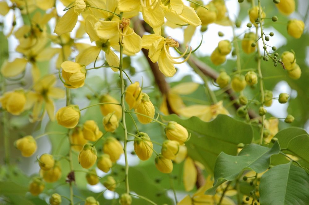 Flores amarillas de lluvia de oro abiertas en racimo entre las hojas.