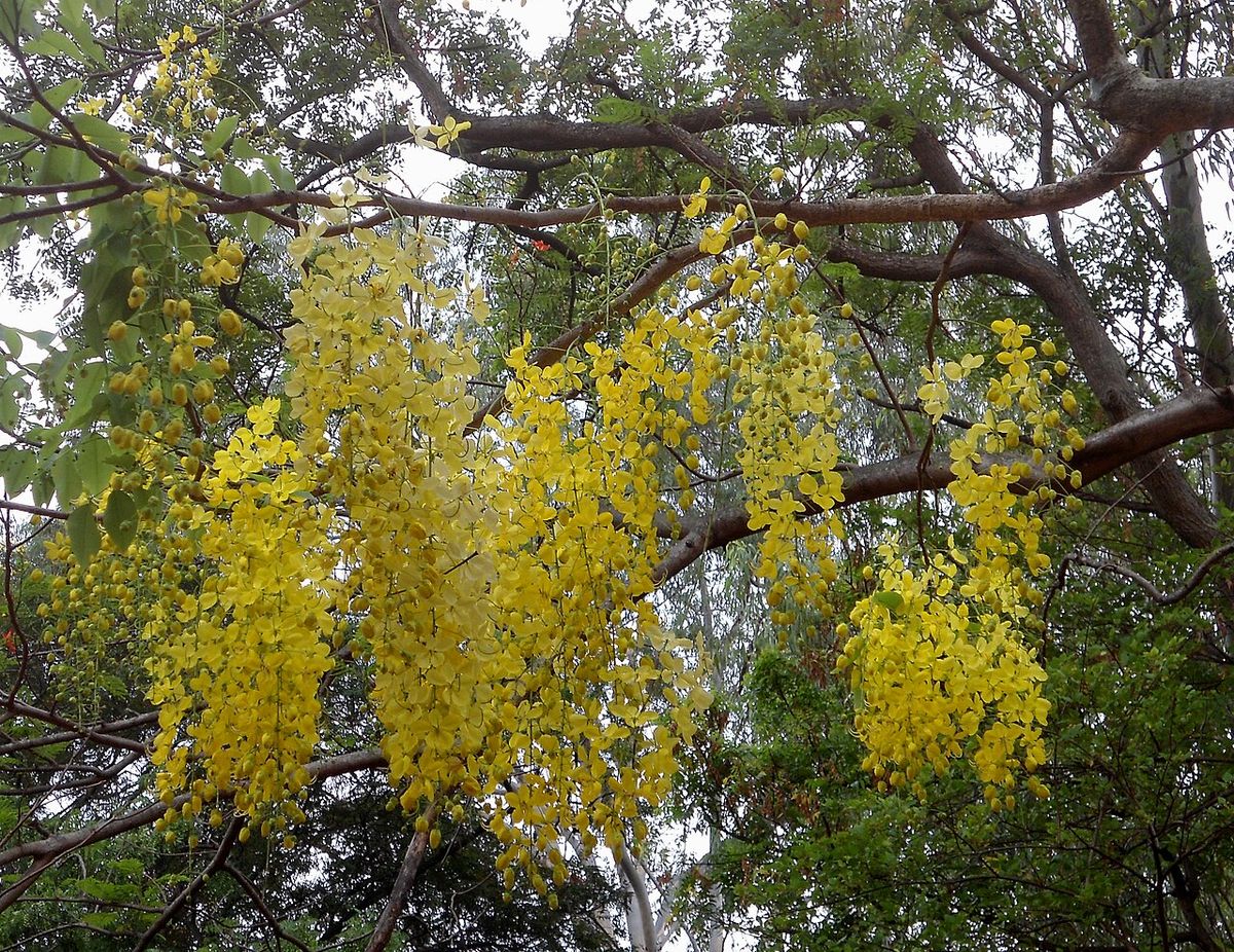 Racimos colgantes de flor amarilla de lluvia de oro bajo las ramas.