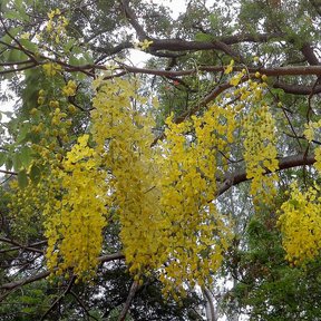 Racimos colgantes de flor amarilla de lluvia de oro bajo las ramas.