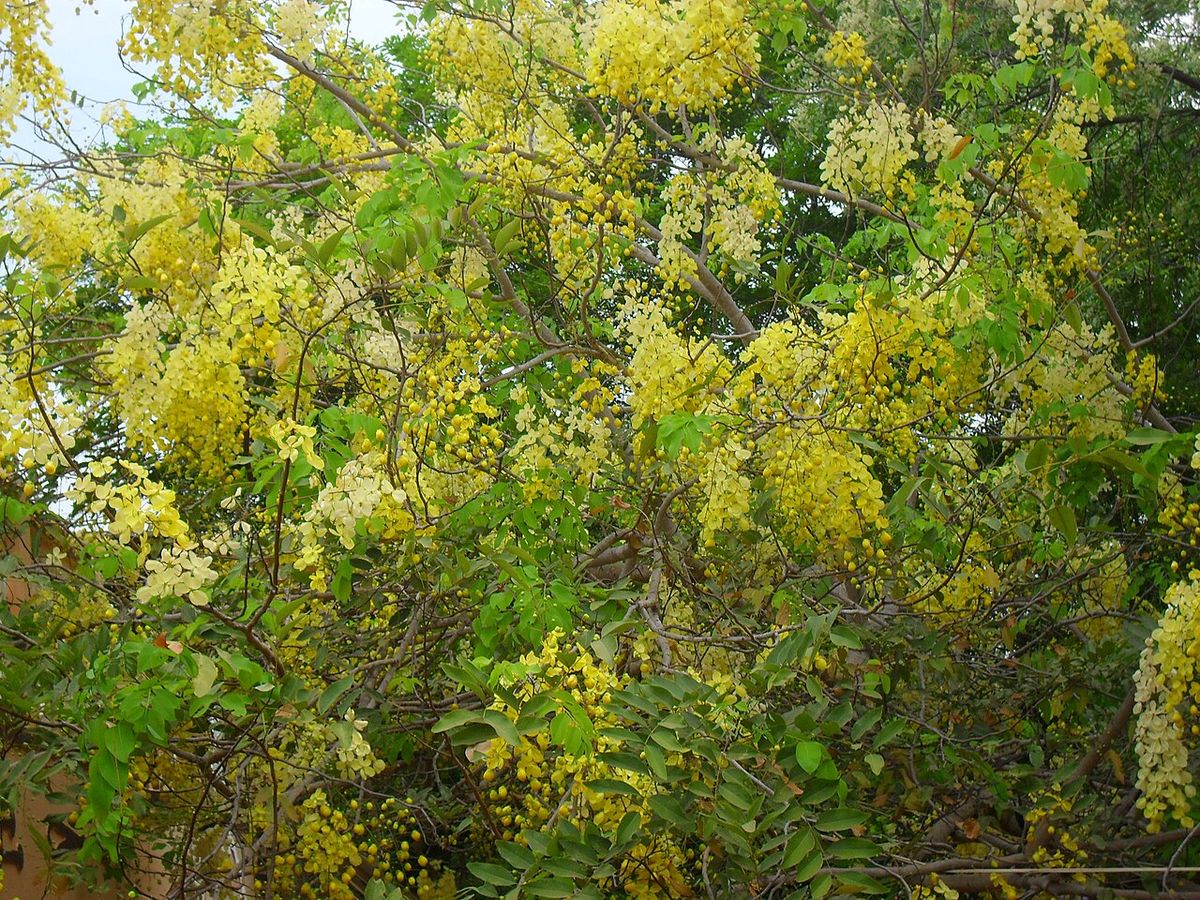 Lluvia de oro cargada de flor amarilla vista entre el follaje del jardín.