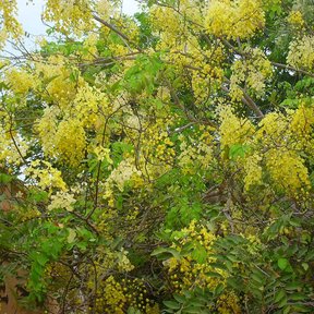 Lluvia de oro cargada de flor amarilla vista entre el follaje del jardín.