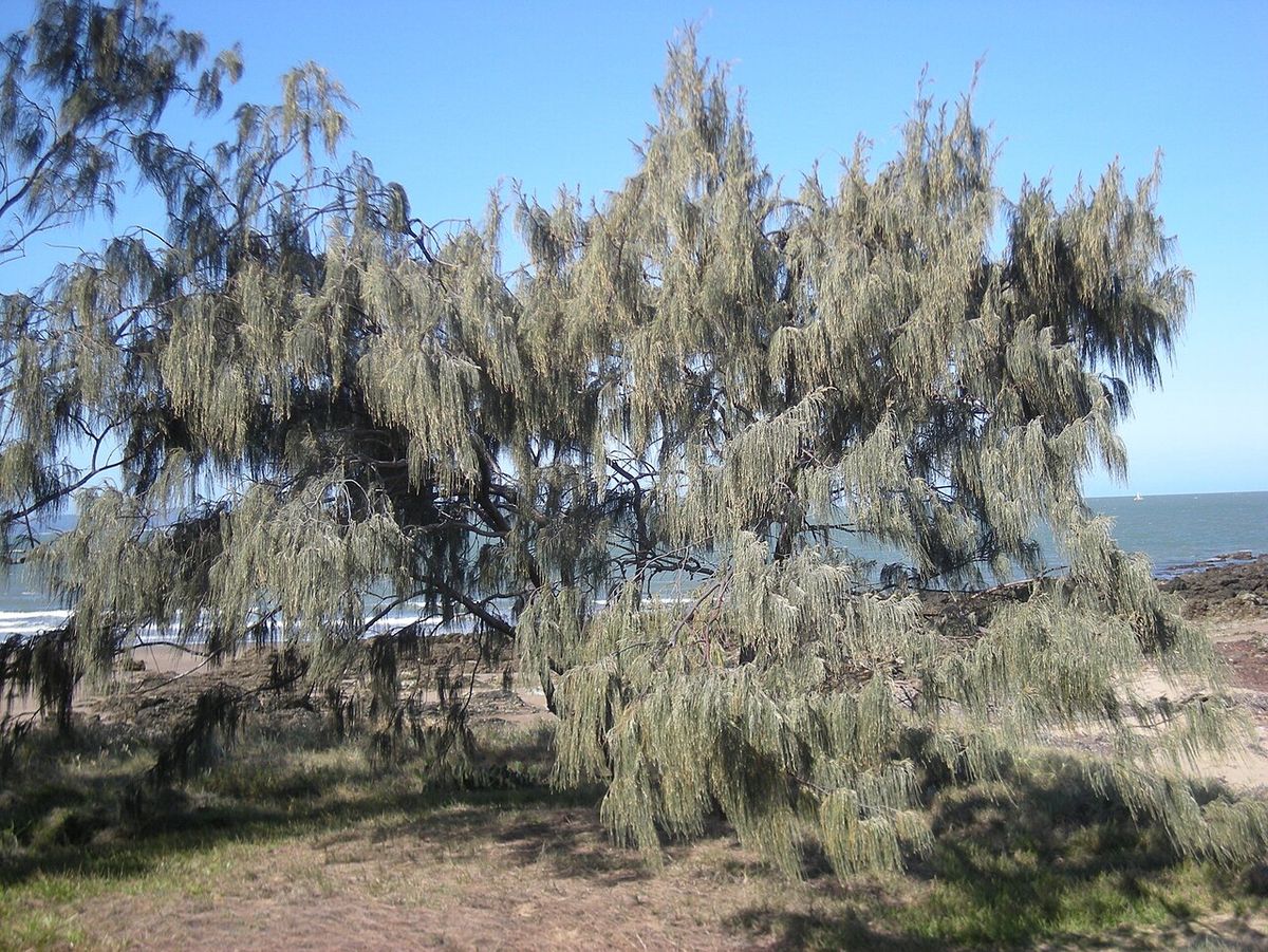 Casuarina de follaje colgante y copa despeinada creciendo a la orilla del mar.