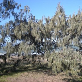 Casuarina de follaje colgante y copa despeinada creciendo a la orilla del mar.