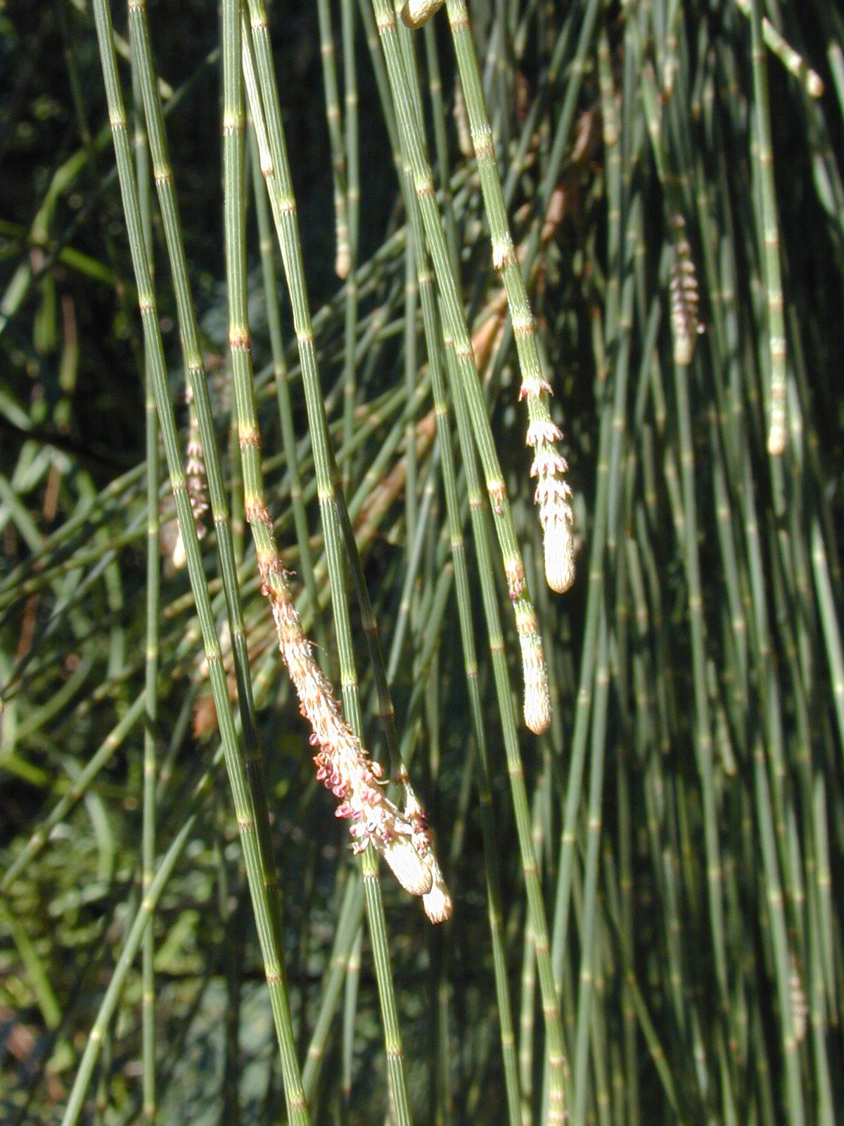Ramillas verdes y articuladas de casuarina con las flores masculinas en la punta.