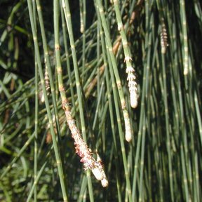 Ramillas verdes y articuladas de casuarina con las flores masculinas en la punta.