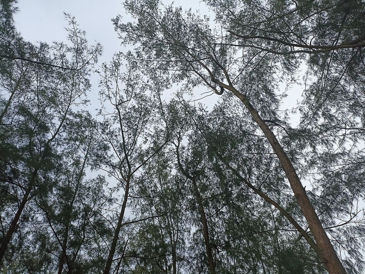 Copas de casuarina vistas desde el suelo, con las ramillas finas contra el cielo.