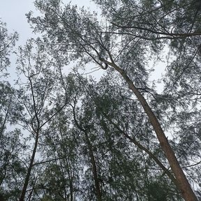 Copas de casuarina vistas desde el suelo, con las ramillas finas contra el cielo.