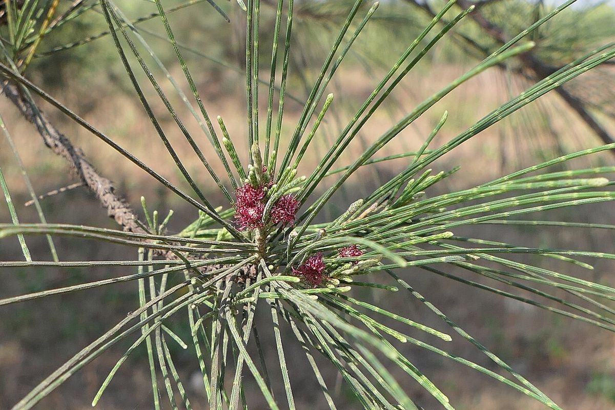 Flores femeninas rojas de casuarina en el nudo de una ramilla verde.