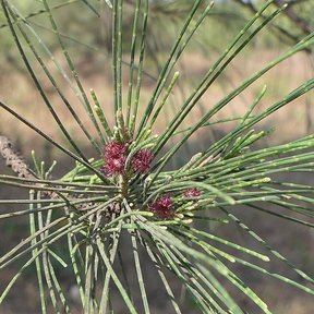 Flores femeninas rojas de casuarina en el nudo de una ramilla verde.