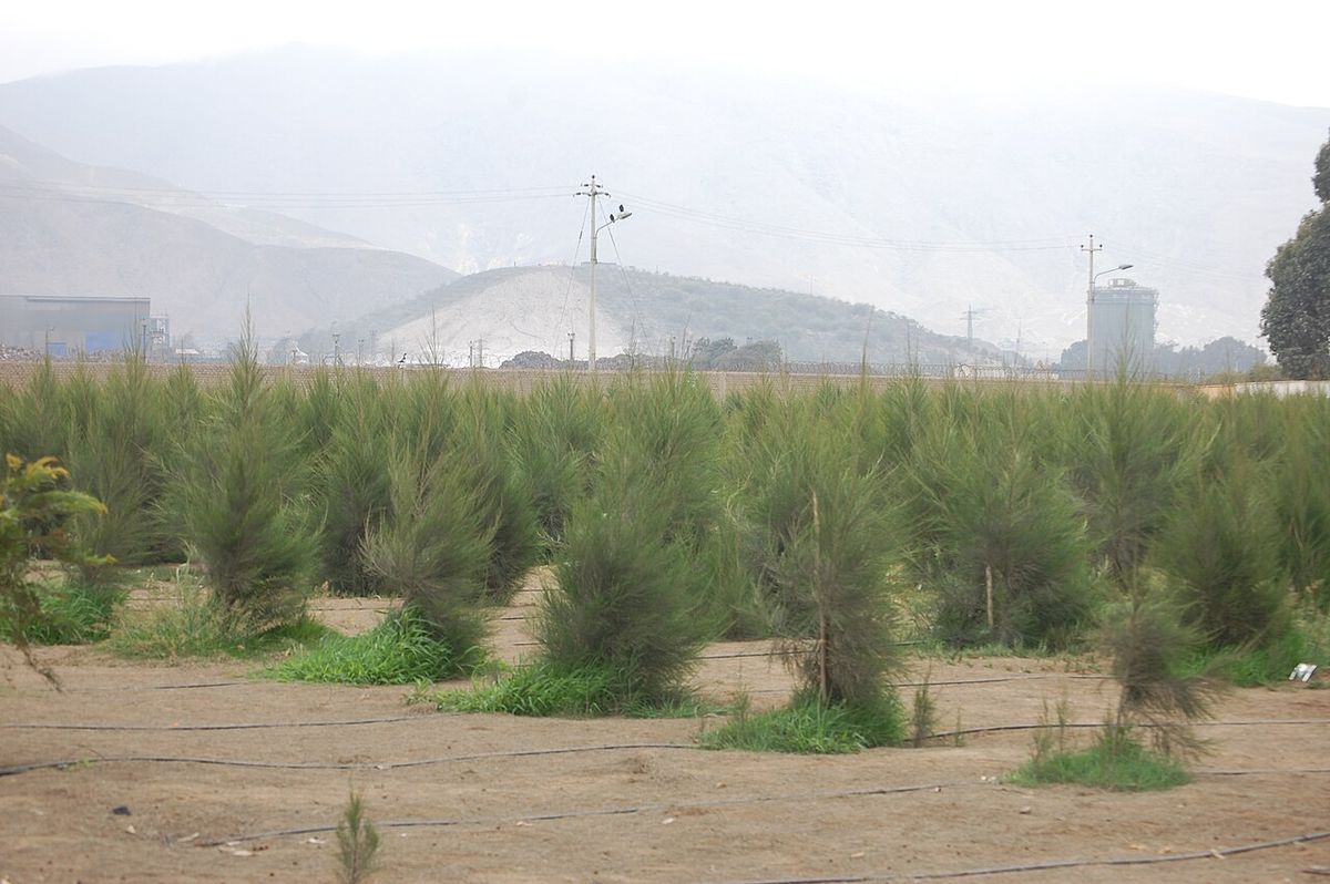 Plantación joven de casuarinas en un llano, con la sierra al fondo.