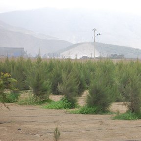 Plantación joven de casuarinas en un llano, con la sierra al fondo.