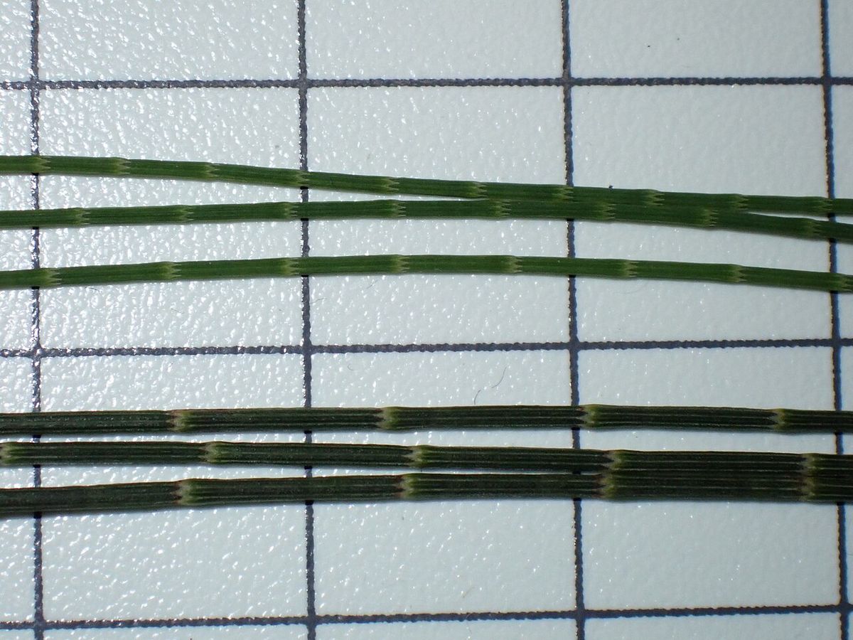 Ramillas de casuarina extendidas sobre una tabla cuadriculada de medición.