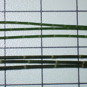 Ramillas de casuarina extendidas sobre una tabla cuadriculada de medición.