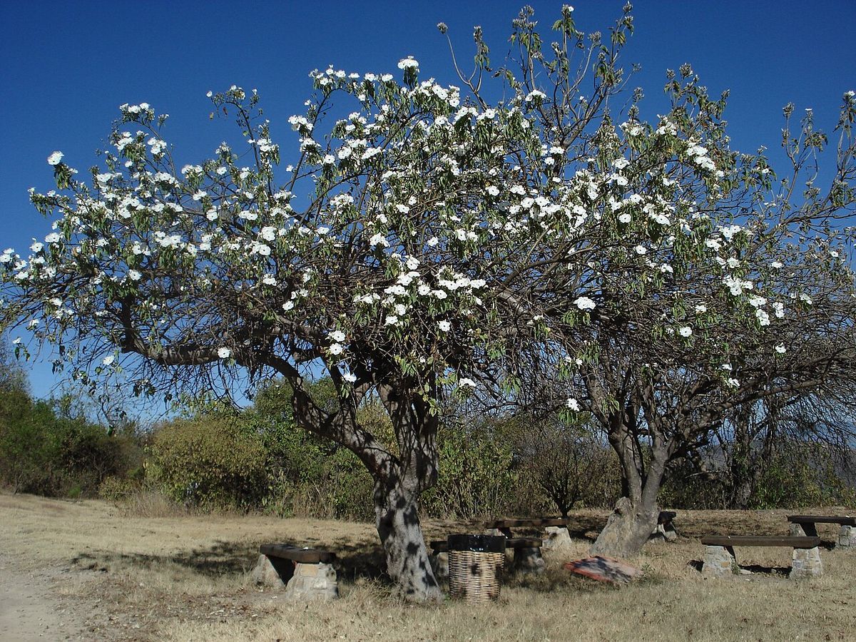 Cazahuate entero cubierto de flores blancas en un llano seco y despejado.