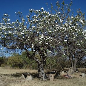 Cazahuate entero cubierto de flores blancas en un llano seco y despejado.