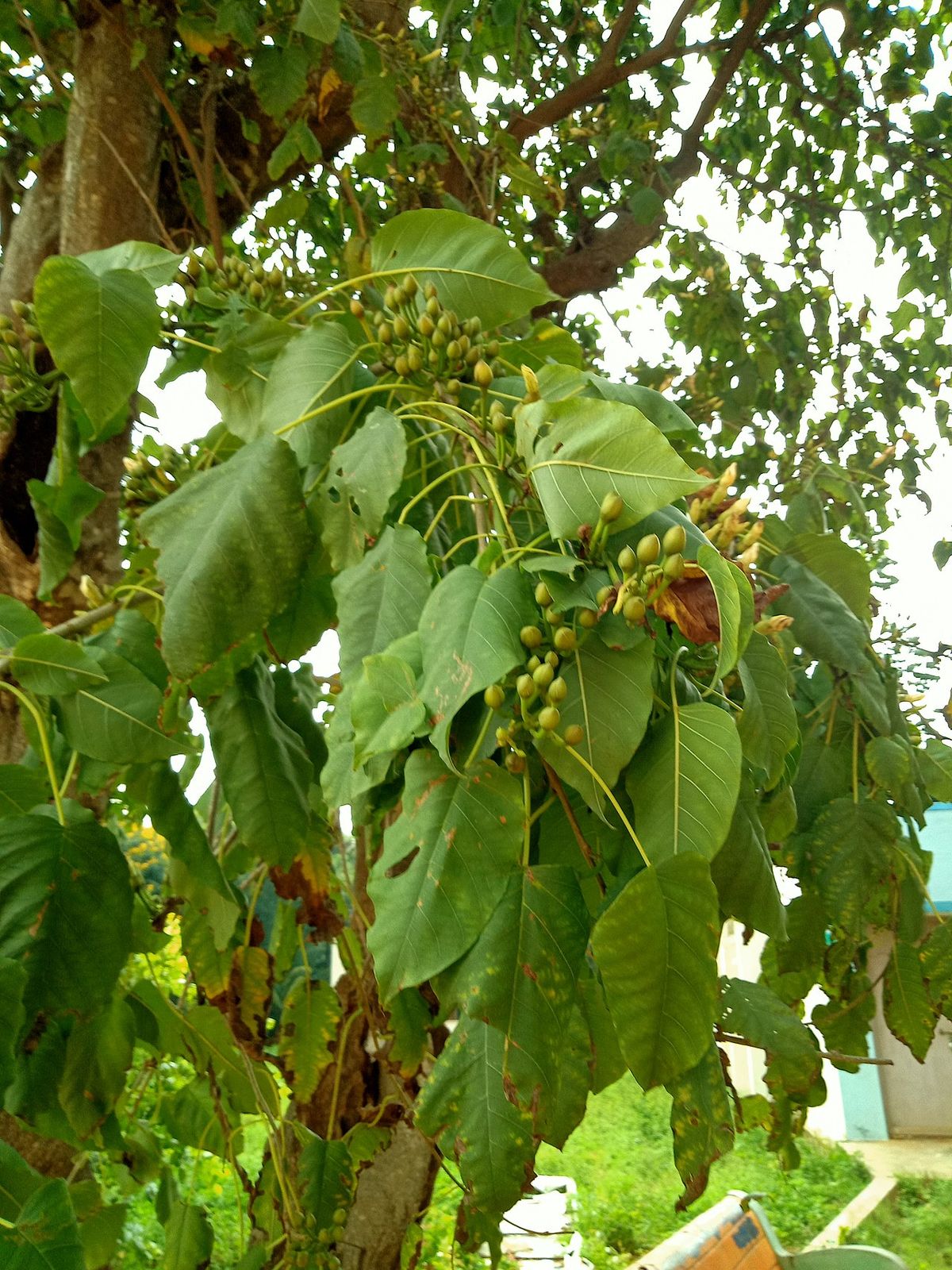 Hojas anchas de cazahuate con botones verdes agrupados en la punta de la rama.
