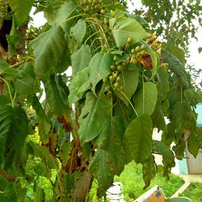 Hojas anchas de cazahuate con botones verdes agrupados en la punta de la rama.