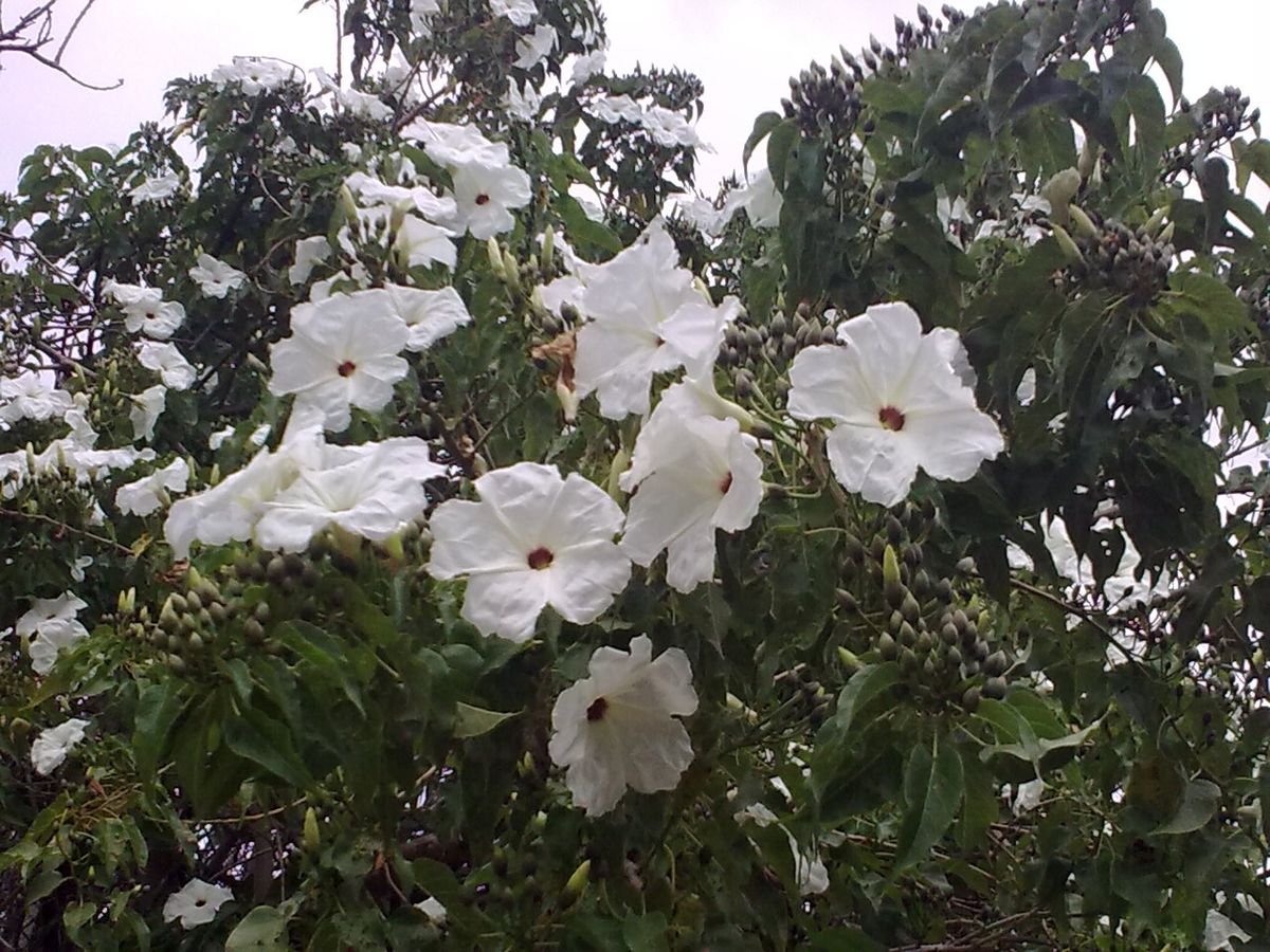 Flores blancas y acampanadas de cazahuate abiertas entre el follaje.