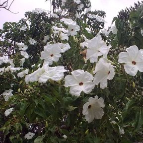 Flores blancas y acampanadas de cazahuate abiertas entre el follaje.