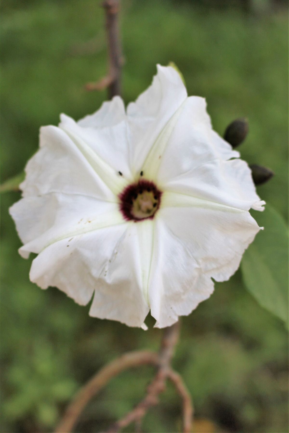 Una flor de cazahuate abierta de frente, blanca con el centro morado.