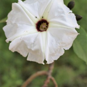 Una flor de cazahuate abierta de frente, blanca con el centro morado.