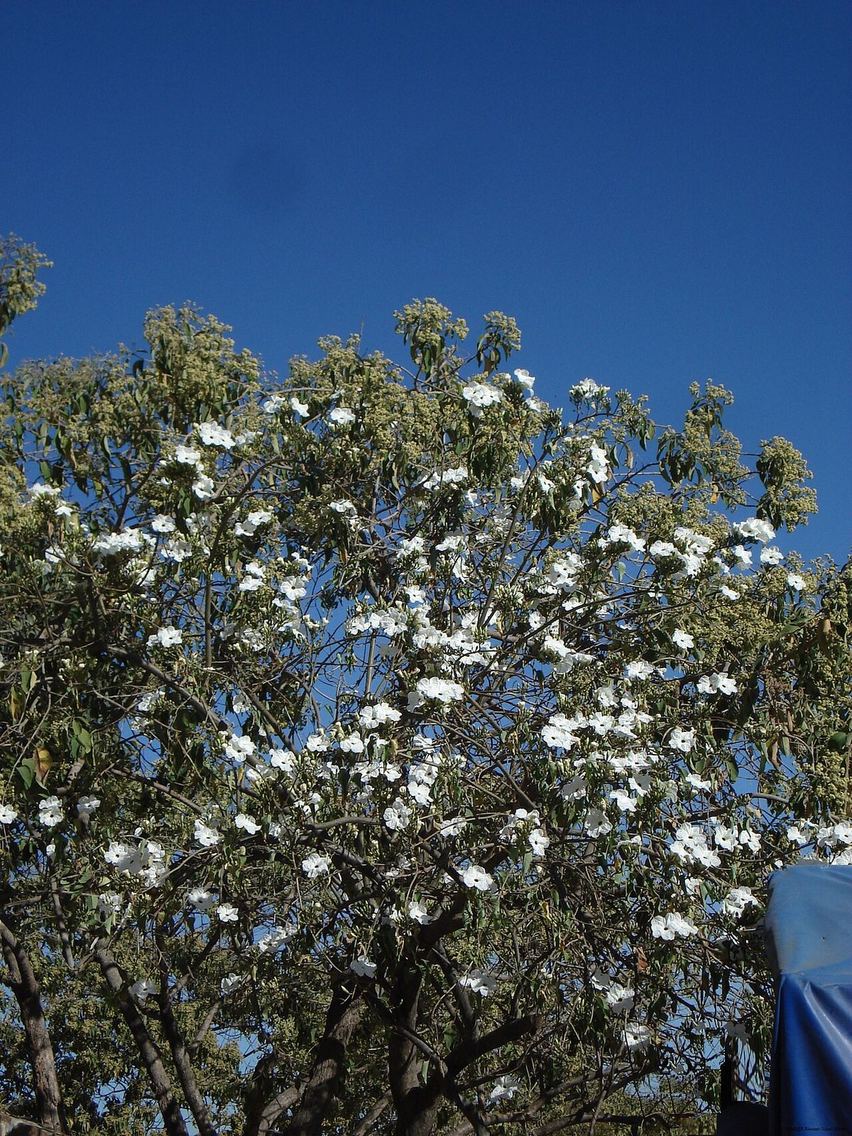 Copa de cazahuate cubierta de flor blanca recortada contra el cielo azul.
