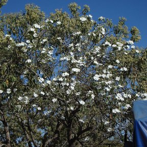 Copa de cazahuate cubierta de flor blanca recortada contra el cielo azul.