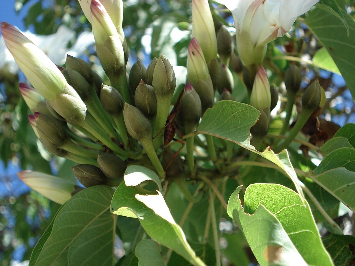 Botones florales de cazahuate apiñados en la punta de una rama con hojas.