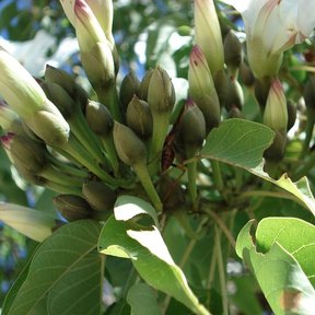 Botones florales de cazahuate apiñados en la punta de una rama con hojas.