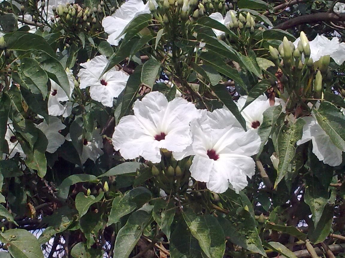 Flores blancas de cazahuate abiertas entre hojas anchas y verdes.