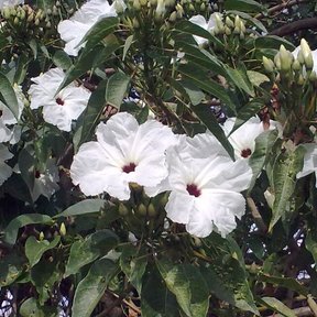Flores blancas de cazahuate abiertas entre hojas anchas y verdes.