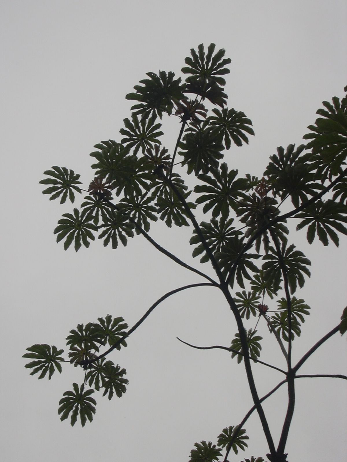 Silueta de un guarumbo con las hojas palmeadas recortadas contra el cielo blanco.