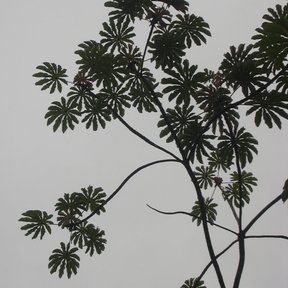 Silueta de un guarumbo con las hojas palmeadas recortadas contra el cielo blanco.