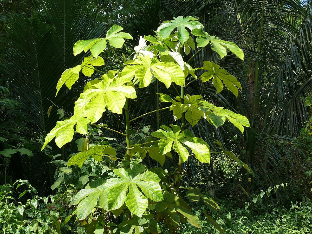 Guarumbo entero de hojas grandes y claras creciendo al borde de la selva.