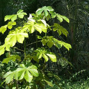 Guarumbo entero de hojas grandes y claras creciendo al borde de la selva.