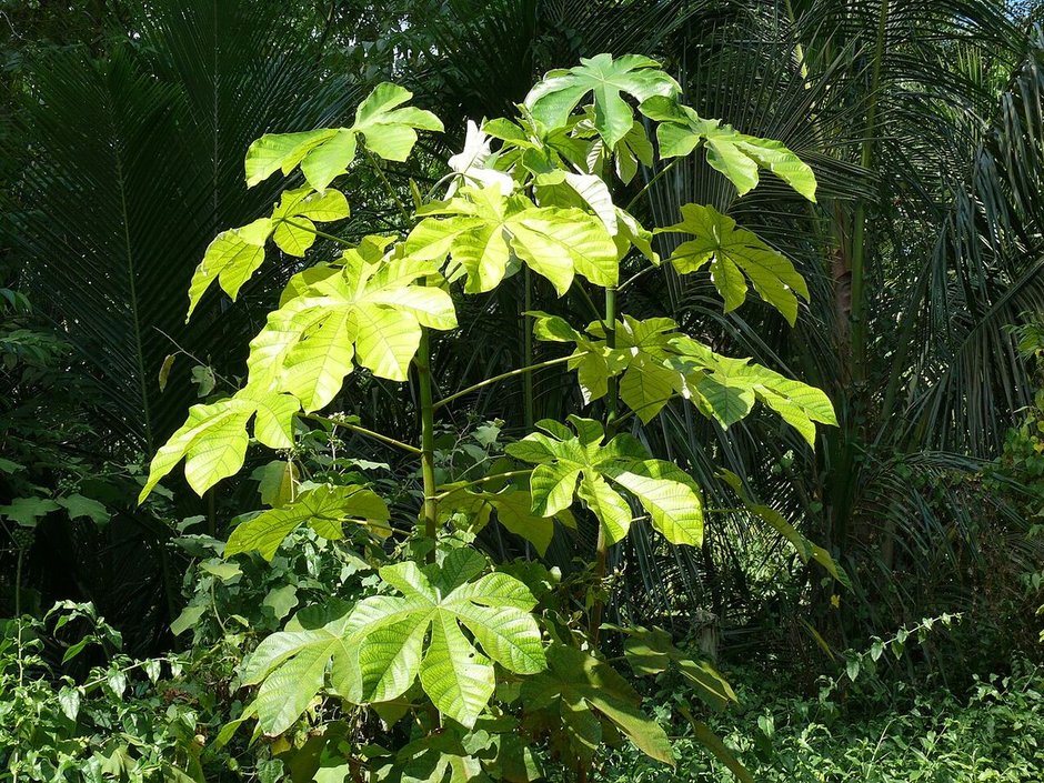 Guarumbo entero de hojas grandes y claras creciendo al borde de la selva.