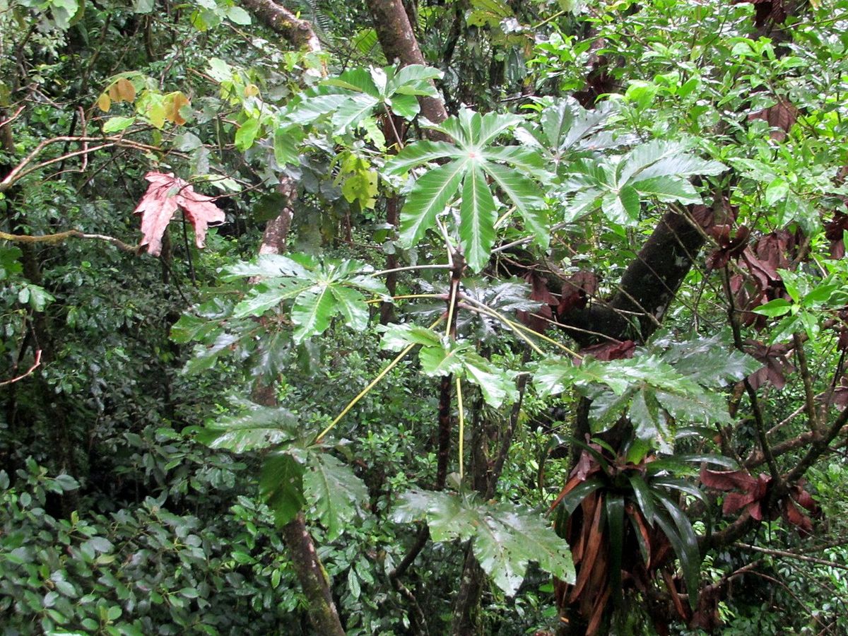 Guarumbos creciendo entre la vegetación densa de un acahual húmedo.