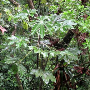 Guarumbos creciendo entre la vegetación densa de un acahual húmedo.