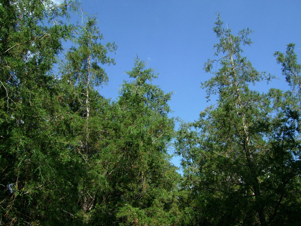 Cedros blancos de copa cónica y follaje ralo recortados contra el cielo azul.