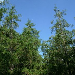 Cedros blancos de copa cónica y follaje ralo recortados contra el cielo azul.