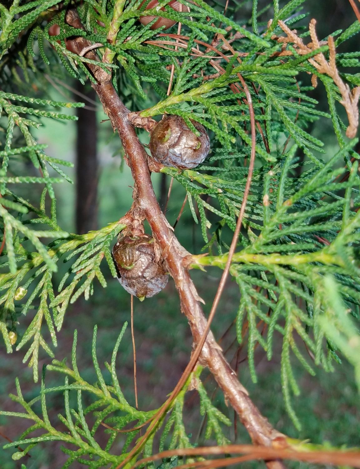 Conos redondos y pardos de cedro blanco sobre una ramilla de hojas escamosas.