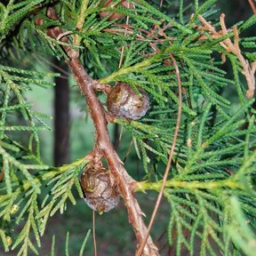 Conos redondos y pardos de cedro blanco sobre una ramilla de hojas escamosas.