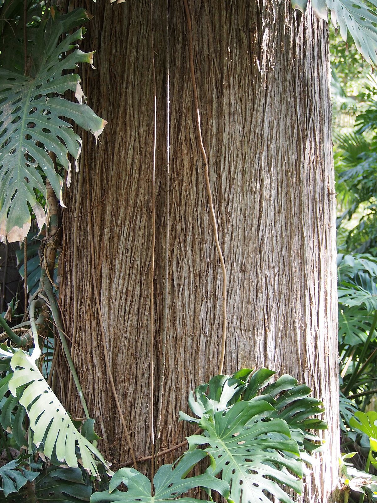 Tronco fibroso de cedro blanco con hojas de monstera trepando por la base.