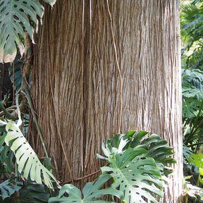 Tronco fibroso de cedro blanco con hojas de monstera trepando por la base.